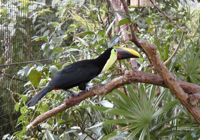 Ramphastos ambiguus, tukan žlutohrdlý