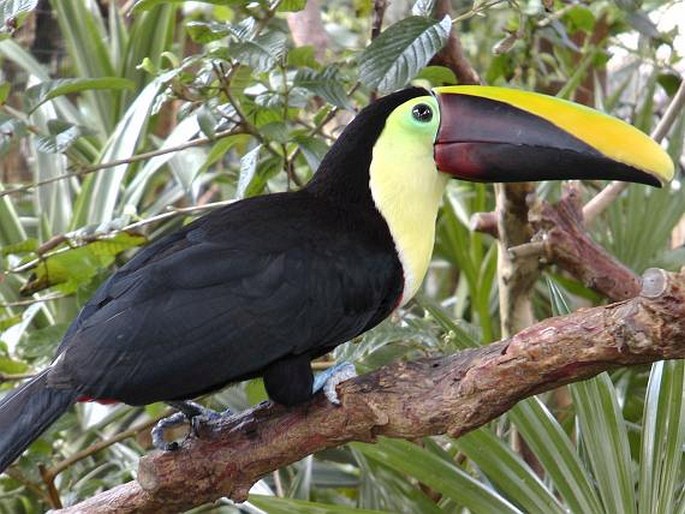 Ramphastos ambiguus, tukan žlutohrdlý