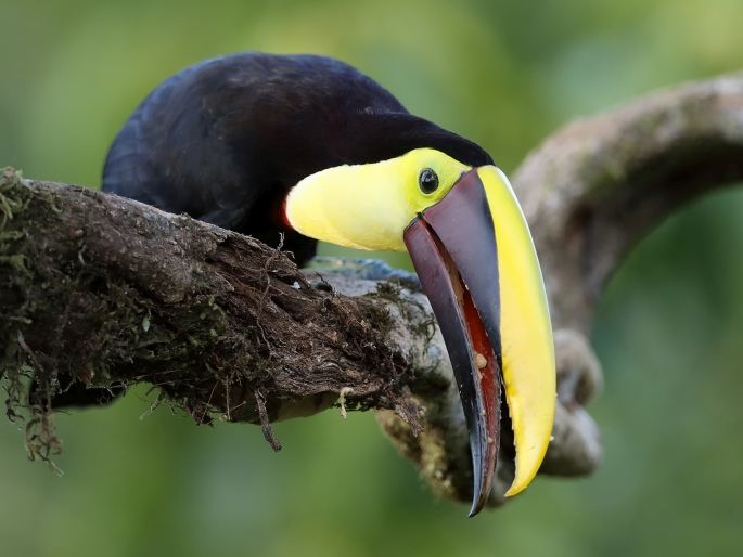 Ramphastos ambiguus Swainson, 1823; tukan žlutohrdlý