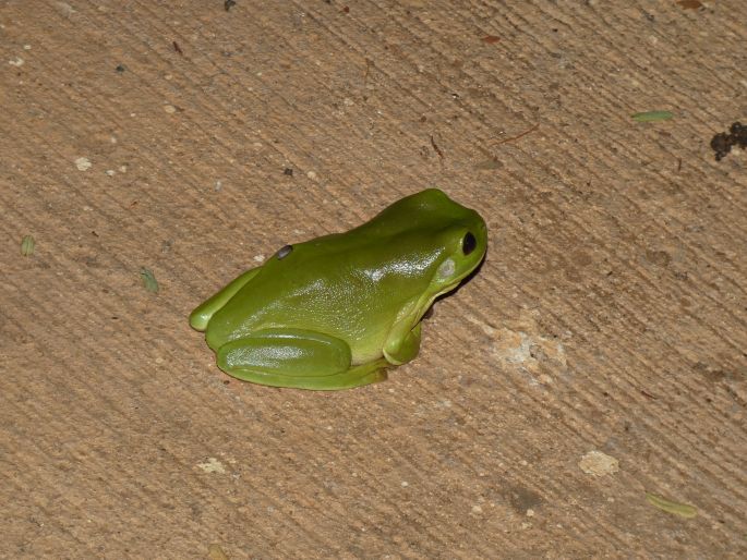 Ranoidea caerulea, rosnice siná