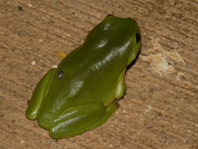 Ranoidea caerulea, rosnice siná