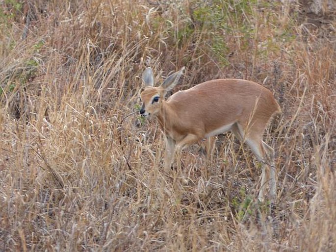 Raphicerus campestris, antilopa trávní