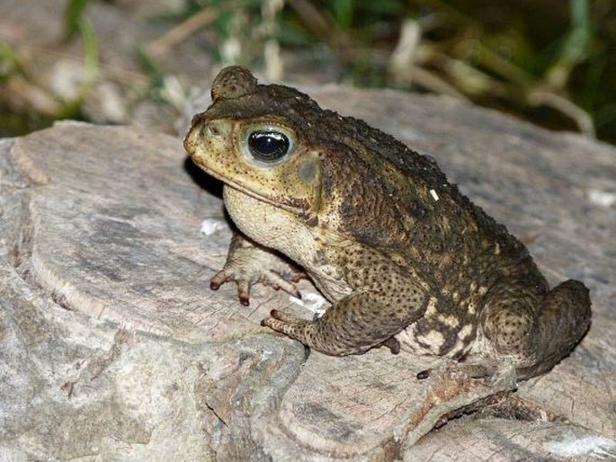 Rhinella marina (Linnaeus, 1758); ropucha obrovská