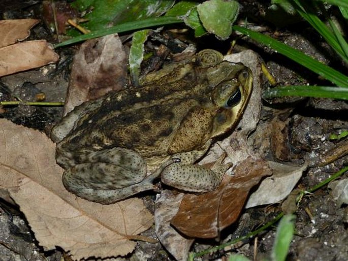 Rhinella marina, ropucha obrovská