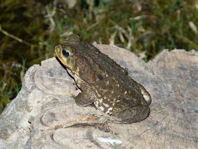 Rhinella marina, ropucha obrovská