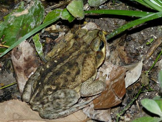 Rhinella marina, ropucha obrovská