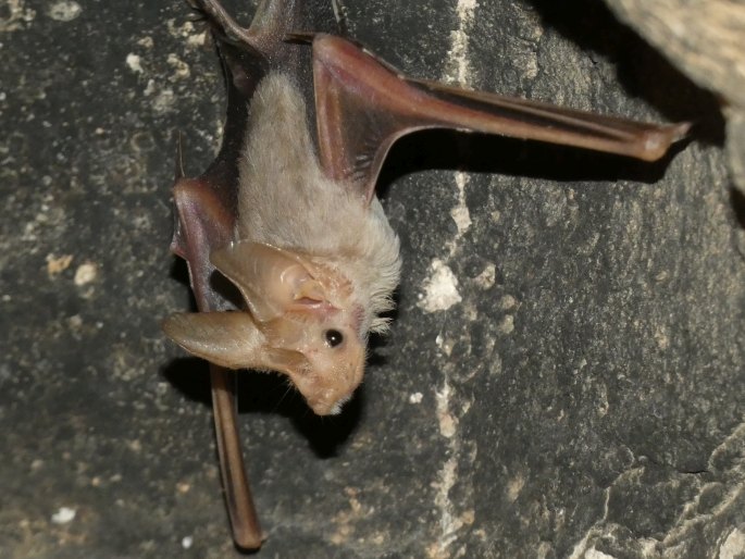 Rhinopoma muscatellum, víkonos arabský