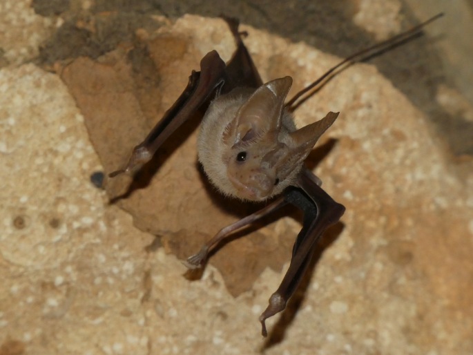 Rhinopoma muscatellum, víkonos arabský