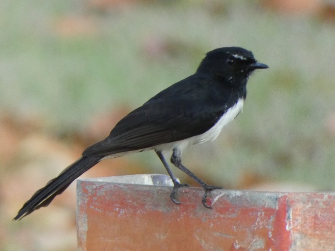 Rhipidura leucophrys, pávík černobílý