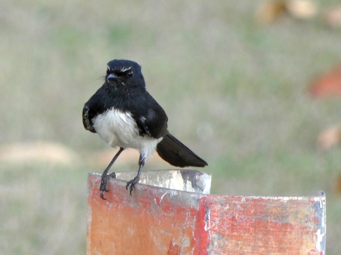 Rhipidura leucophrys, pávík černobílý