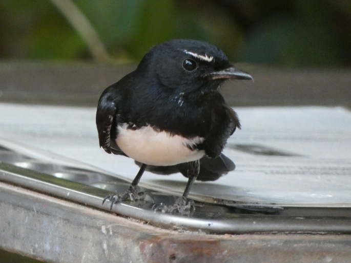 Rhipidura leucophrys, pávík černobílý