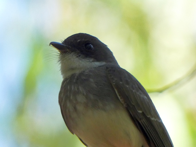 Rhipidura rufiventris subsp. isura, pávík proužkoprsý