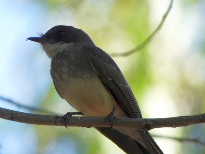 Rhipidura rufiventris subsp. isura, pávík proužkoprsý