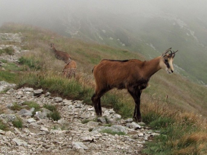 Rupicapra rupicapra, kamzík horský