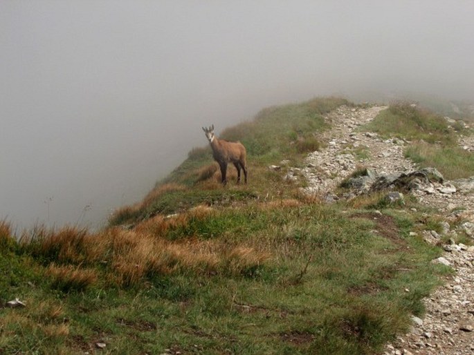 Rupicapra rupicapra, kamzík horský