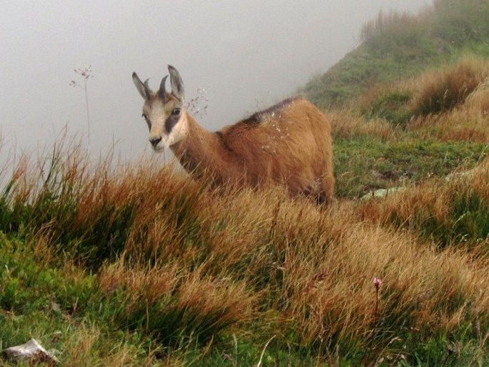 Rupicapra rupicapra, kamzík horský