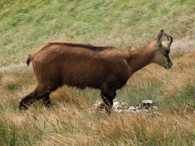 Rupicapra rupicapra, kamzík horský