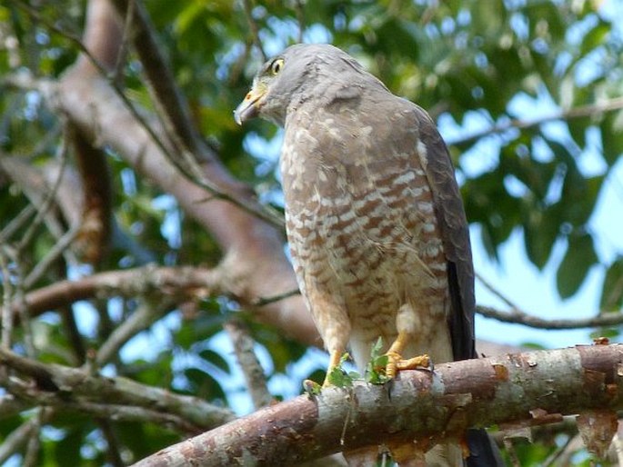 Rupornis magnirostris, káně krahujová