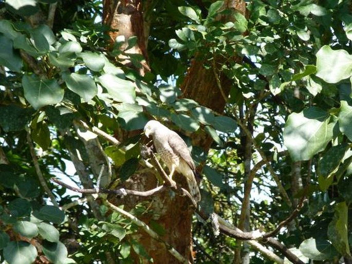 Rupornis magnirostris, káně krahujová