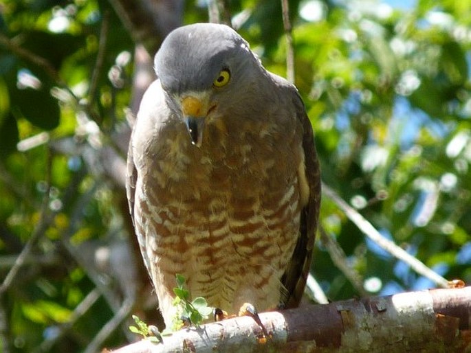 Rupornis magnirostris, káně krahujová