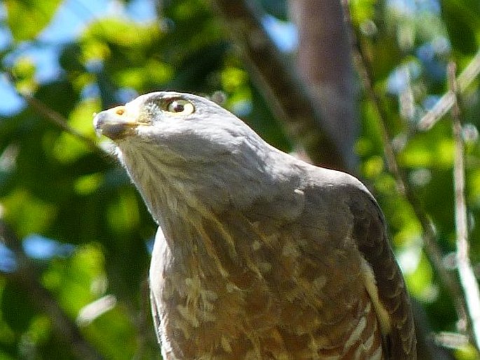 Rupornis magnirostris, káně krahujová