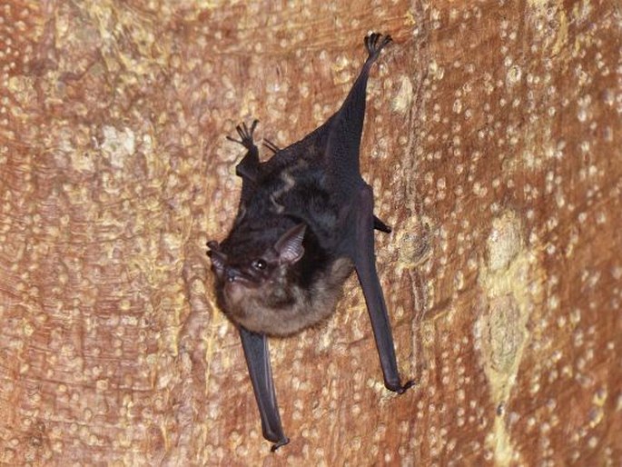 Saccopteryx bilineata, netopýr vakový