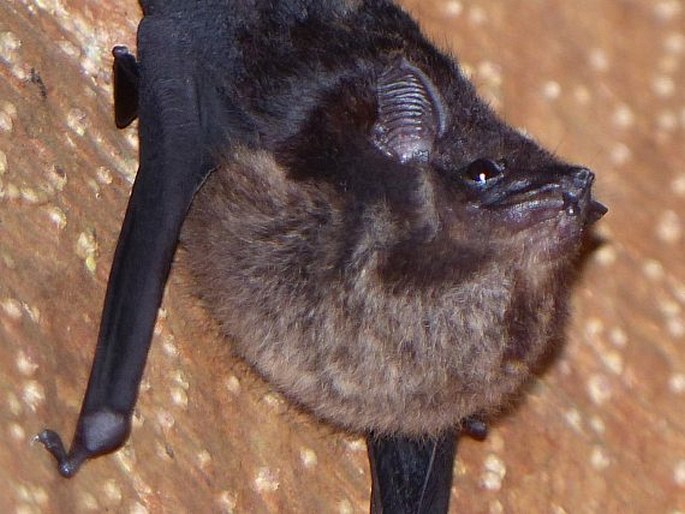 Saccopteryx bilineata, netopýr vakový