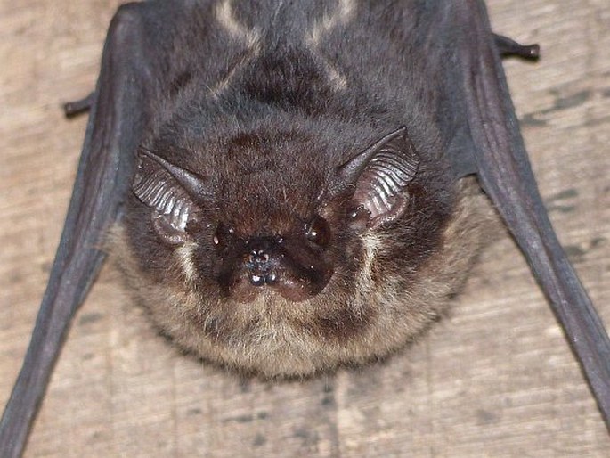 Saccopteryx bilineata, netopýr vakový