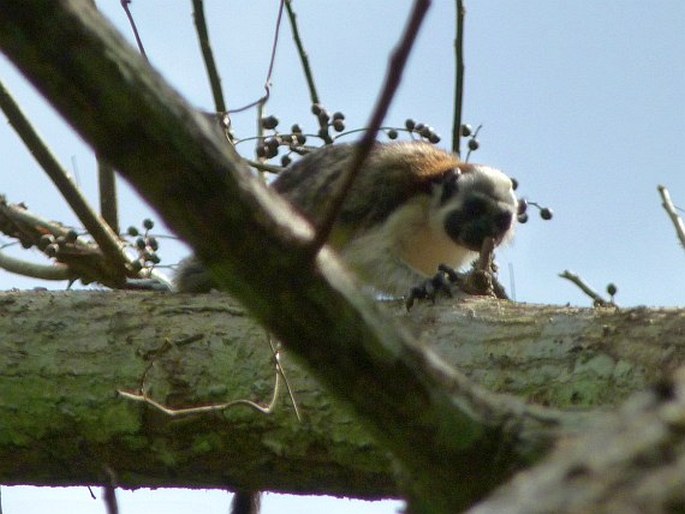 Saguinus geoffroyi, tamarín Geoffroyův