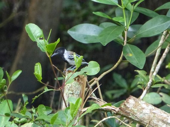 Sakesphorus canadensis, mravenčík černochocholatý