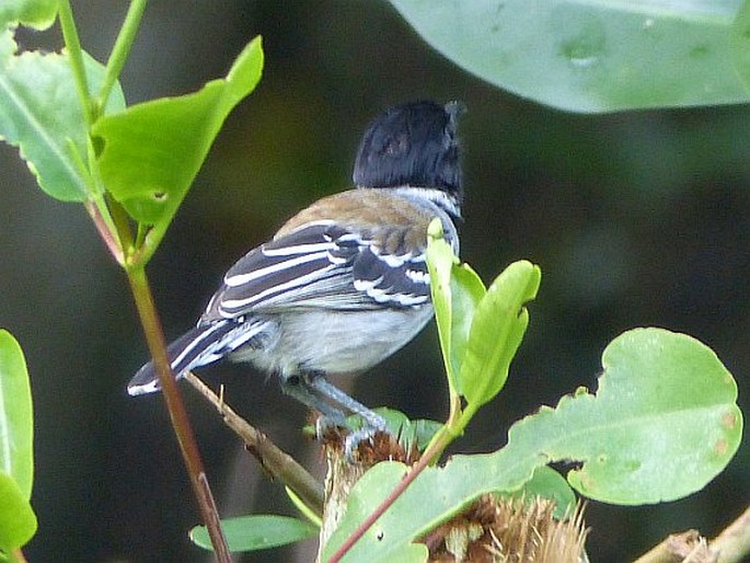 Sakesphorus canadensis, mravenčík černochocholatý