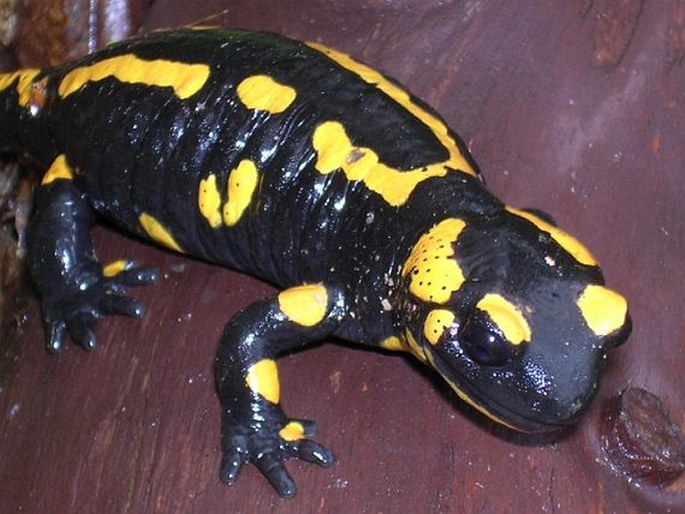 Salamandra salamandra