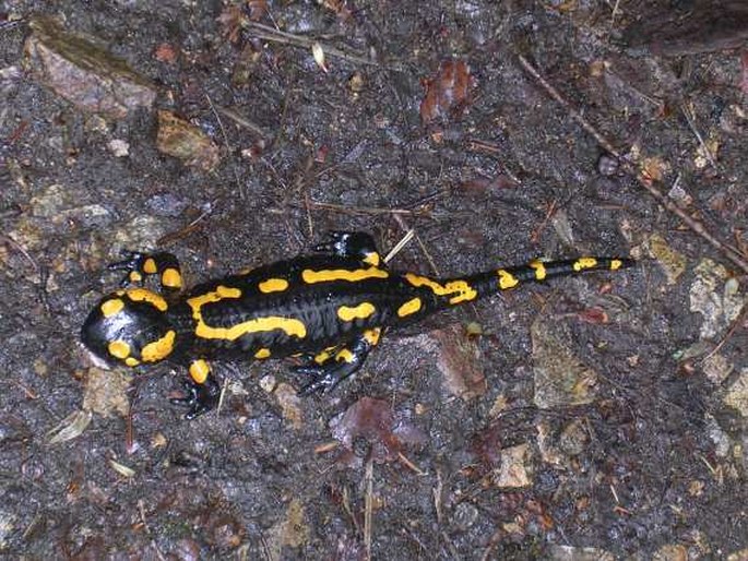 Salamandra salamandra