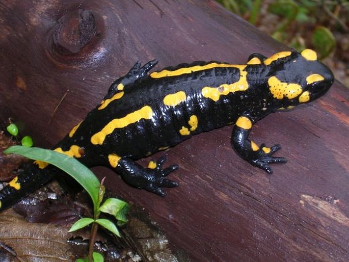 Salamandra salamandra