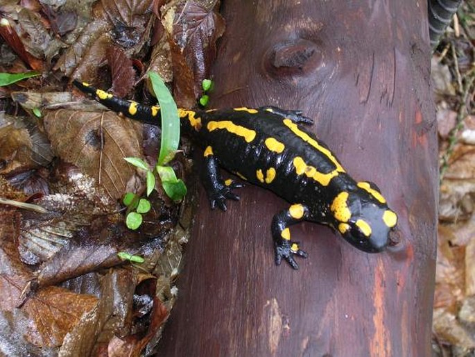 Salamandra salamandra