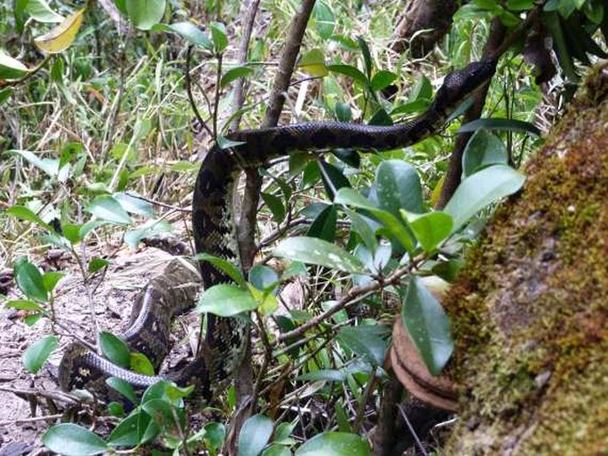 Sanzinia madagascariensis, hroznýš psohlavý