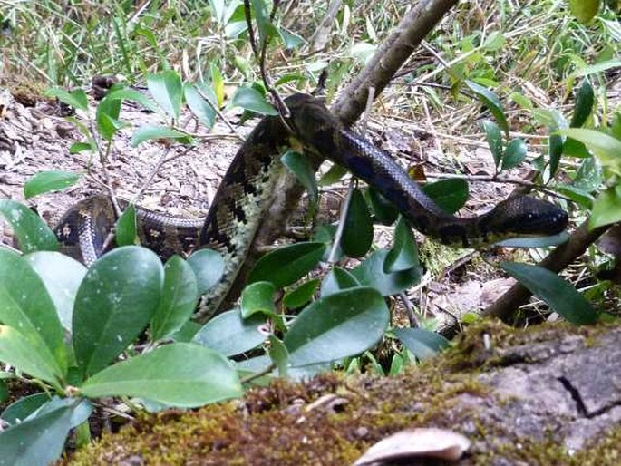 Sanzinia madagascariensis, hroznýš psohlavý