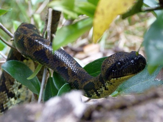 Sanzinia madagascariensis, hroznýš psohlavý