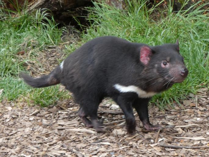 Sarcophilus harrisii, ďábel medvědovitý