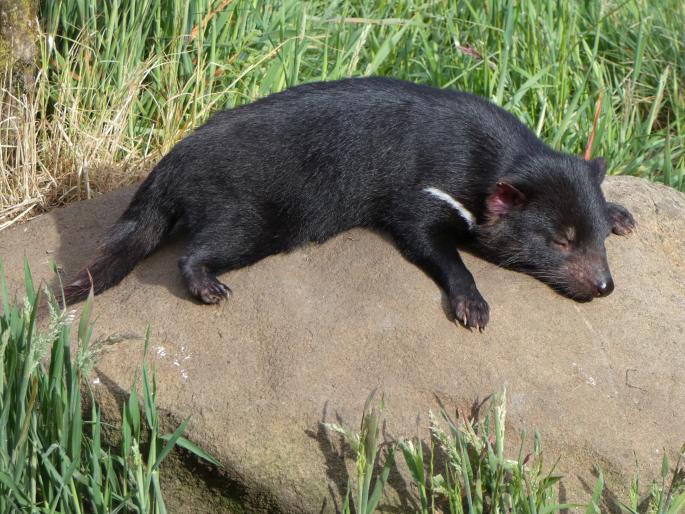 Sarcophilus harrisii, ďábel medvědovitý