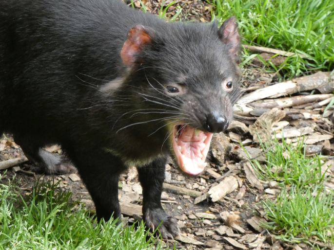 Sarcophilus harrisii, ďábel medvědovitý