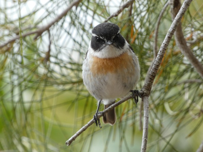 Saxicola tectes, bramborníček réunionský