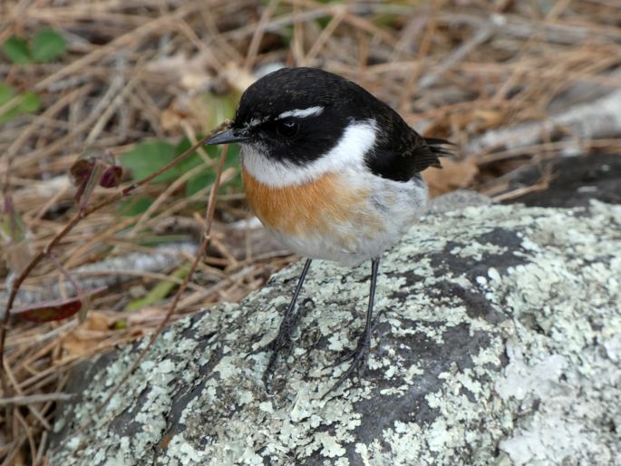 Saxicola tectes, bramborníček réunionský