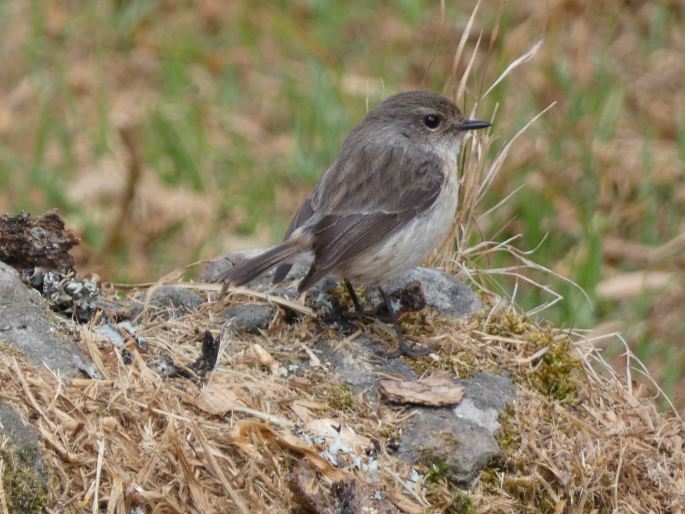 Saxicola tectes, bramborníček réunionský