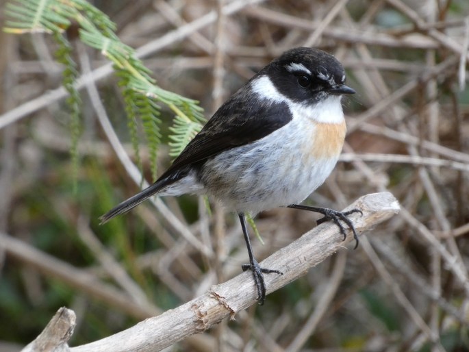 Saxicola tectes, bramborníček réunionský