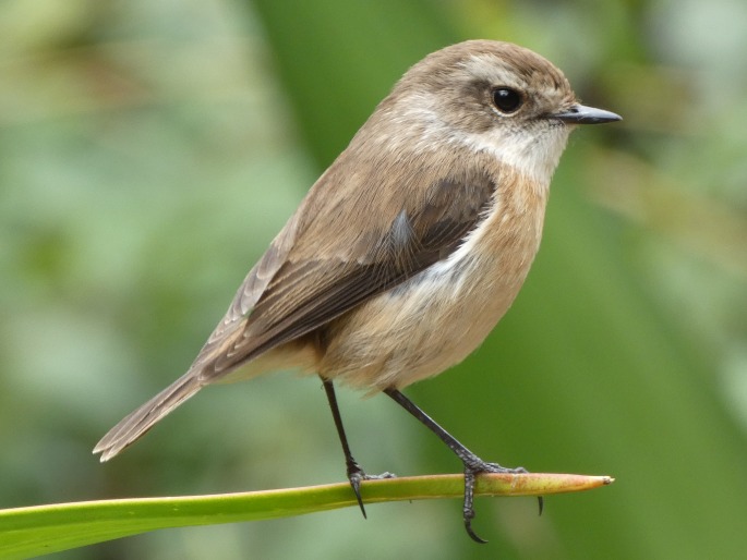 Saxicola tectes, bramborníček réunionský