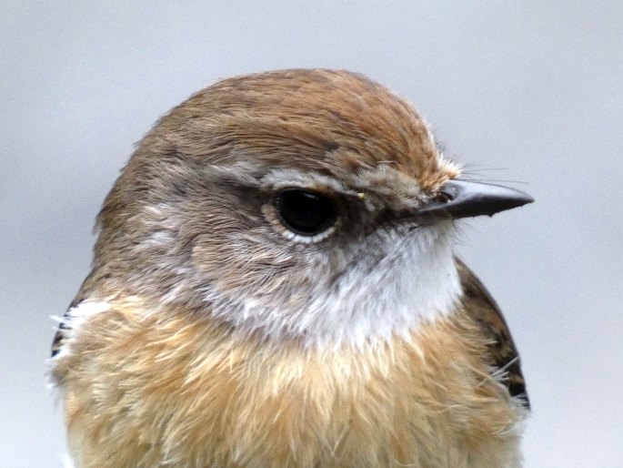 Saxicola tectes, bramborníček réunionský