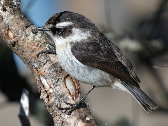 Saxicola tectes, bramborníček réunionský