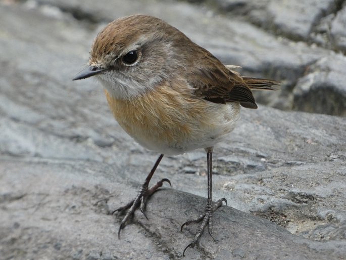 Saxicola tectes, bramborníček réunionský