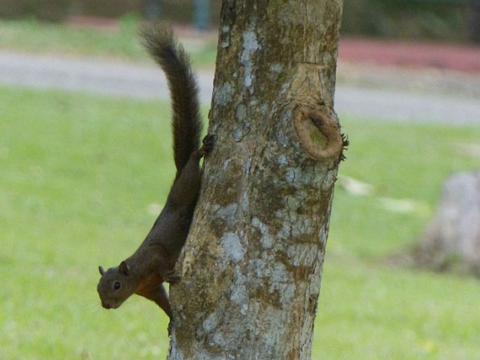 Sciurus granatensis, veverka měnivá